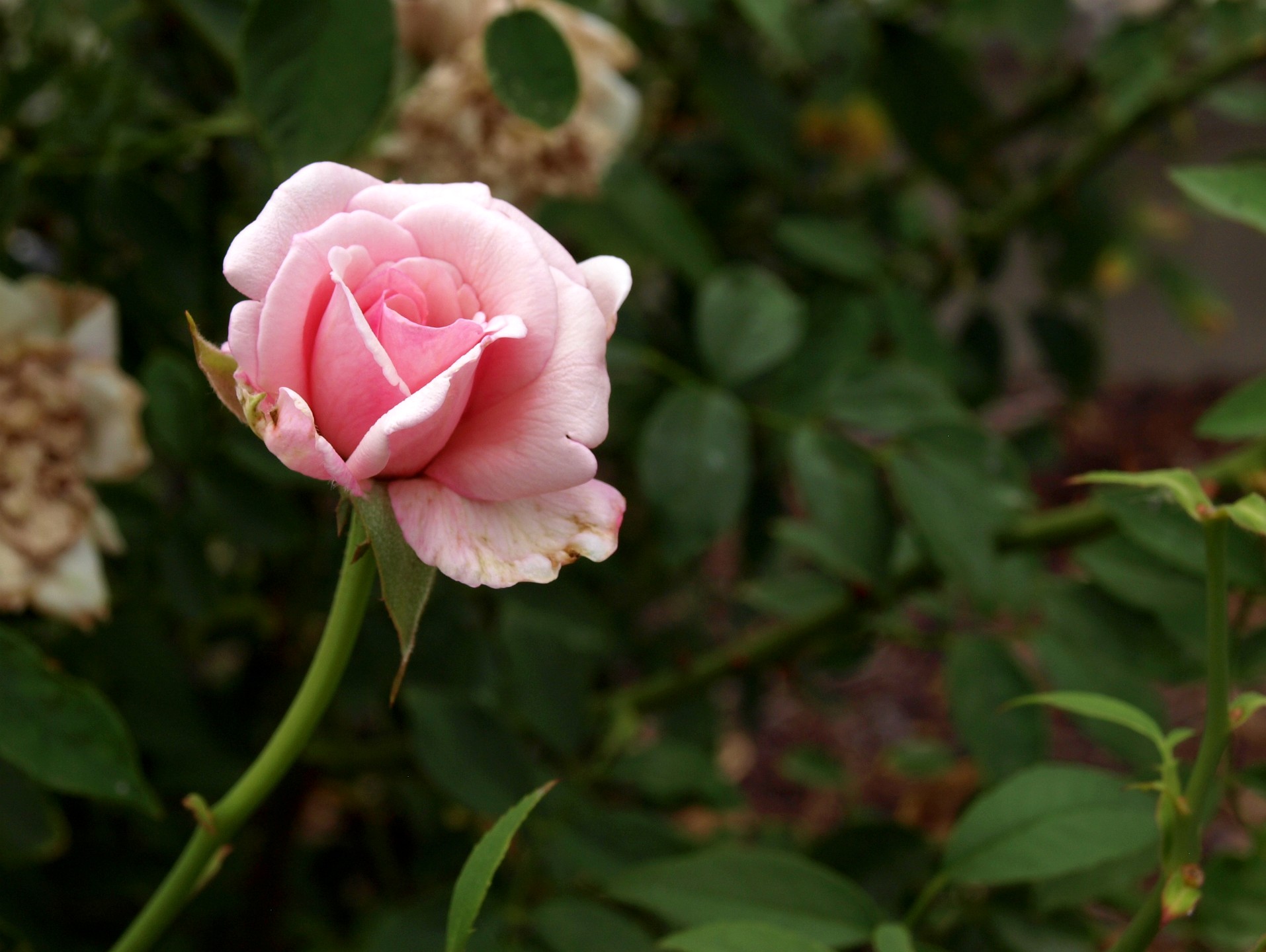 Closed Odee Pink Rose